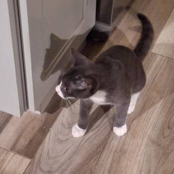 Mickey -  Domestic Short Hair Cat for Adoption in Germantown, Maryland - Mickey | PetCurious