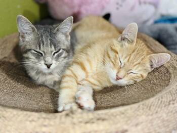 Rescue Domestic Short Hair Cats for Adoption in Sioux Falls, South Dakota - Blush | PetCurious