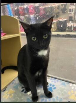 Spider -  Domestic Short Hair Cat for Adoption in Lafayette, Colorado - Spider | PetCurious