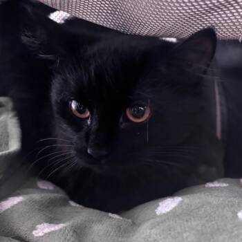Sabrina the Teenage Cat -  Domestic Long Hair Cat for Adoption in Indianapolis, Indiana - Sabrina The Teenage Cat | PetCurious