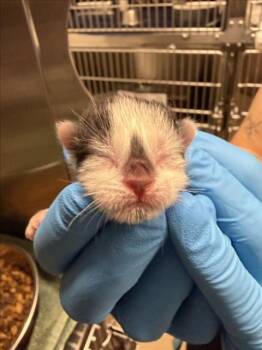 DEMI -  Domestic Short Hair Cat for Adoption in Derwood, Maryland - DEMI | PetCurious