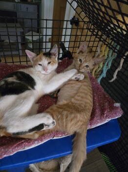Rescue Domestic Short Hair Cats for Adoption in Trenton, New Jersey - Optiq | PetCurious