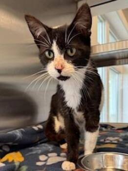 Domestic Short Hair Cats Available for Adoption in Sidney, Ohio - Tux | PetCurious