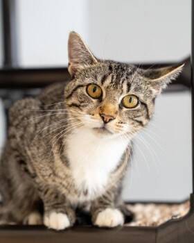 Bambi -  Domestic Short Hair Cat for Adoption in Pequot Lakes, Minnesota - Bambi | PetCurious
