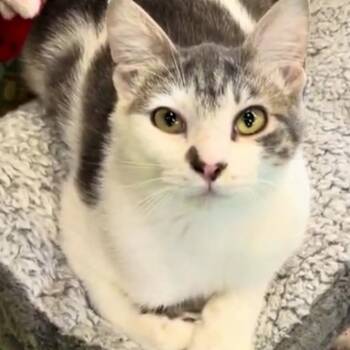 Domestic Short Hair Cats Available for Adoption - Clover | PetCurious