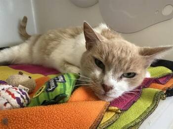 CREAMSICLE -  Domestic Short Hair Cat for Adoption in Mckinleyville, California - CREAMSICLE | PetCurious