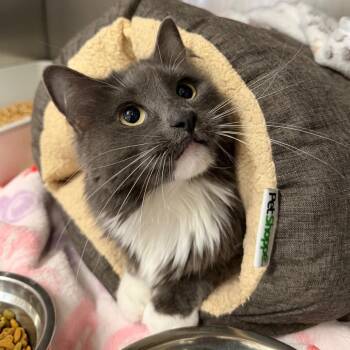 Oliver -  Domestic Medium Hair Cat for Adoption in Morgan Hill, California - Oliver | PetCurious