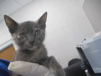 HAVIK -  Domestic Short Hair Cat for Adoption in Ocala, Florida - HAVIK | PetCurious