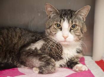 Domestic Short Hair Cats Available for Adoption in Phoenix, Arizona - LINUS | PetCurious