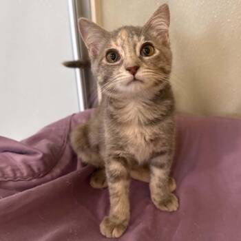 Nevada -  Domestic Short Hair and Dilute Tortoiseshell Cat for Adoption in Penn Yan, New York - Nevada | PetCurious