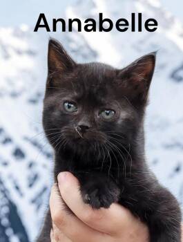 Annabelle -  Domestic Short Hair Cat Available for Adoption in Weems, Virginia - Annabelle | PetCurious