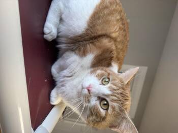 Domestic Short Hair Cats Available for Adoption - Banana Bread | PetCurious