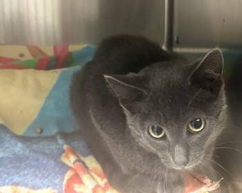 Dodger -  Domestic Short Hair Cat for Adoption in Lake Tapwingo, Missouri - Dodger | PetCurious
