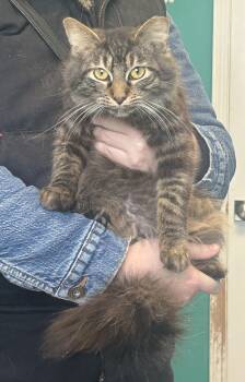 Domestic Long Hair Cats Available for Adoption - Sirius | PetCurious