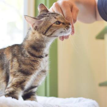 Domestic Short Hair Cats Available for Adoption in Kailua-kona, Hawaii - Cutie | PetCurious