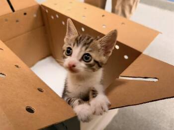 LITTLE PRINCE -  Domestic Short Hair Cat for Adoption in Tustin, California - LITTLE PRINCE | PetCurious