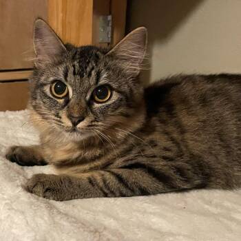 Rescue Domestic Medium Hair Cats for Adoption in Los Angeles, California - Cicerata | PetCurious