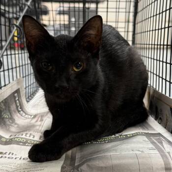 TUSC-Wildlife-85329 -  Domestic Short Hair Cat for Adoption in Tuscaloosa, Alabama - TUSC-Wildlife-85329 | PetCurious