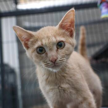 Emma -  Domestic Short Hair Cat for Adoption in Bradenton, Florida - Emma | PetCurious