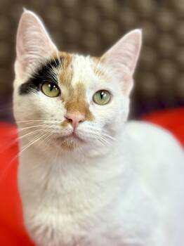 Rescue Calico Cats for Adoption in Monroe, North Carolina - Calypos - Female - Calico | PetCurious