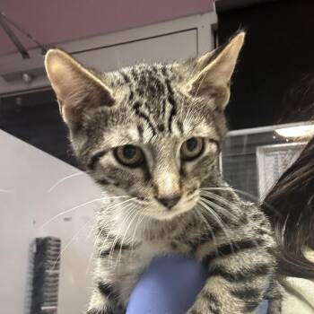 Brother Bear -  Domestic Short Hair Cat for Adoption in Salt Lake City, Utah - Brother Bear | PetCurious