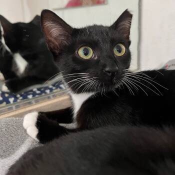 Rescue Domestic Short Hair Cats for Adoption in Los Angeles, California - Leylifer | PetCurious