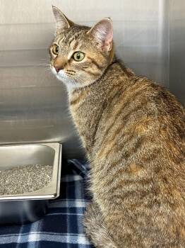 Domestic Short Hair Cats Available for Adoption in Hartsville, South Carolina - Ainsley | PetCurious