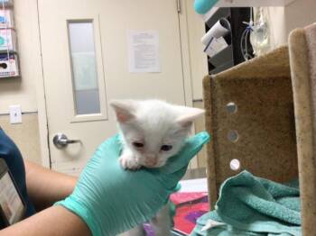 A1913201 -  Domestic Short Hair Cat for Adoption in Riverside, California - A1913201 | PetCurious
