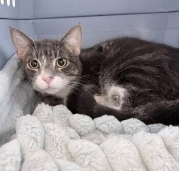 Squeaky -  Domestic Medium Hair Cat for Adoption in Ogdensburg, New York - Squeaky | PetCurious