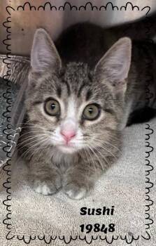 SUSHI -  Domestic Short Hair and Tabby Cat for Adoption in Marietta, Georgia - SUSHI | PetCurious