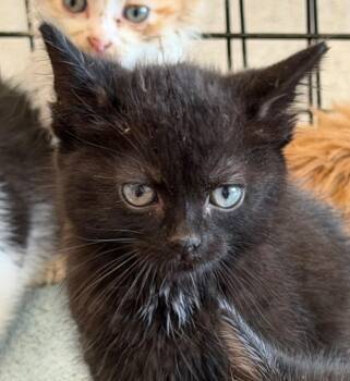 Ricardo -  Domestic Short Hair Cat for Adoption in Columbia, Illinois - Ricardo | PetCurious