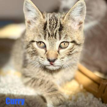Domestic Short Hair Cats Available for Adoption in Woodstock, Virginia - Curry | PetCurious