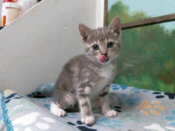 Domestic Short Hair Cats Available for Adoption in Houston, Texas - VIOLIN | PetCurious
