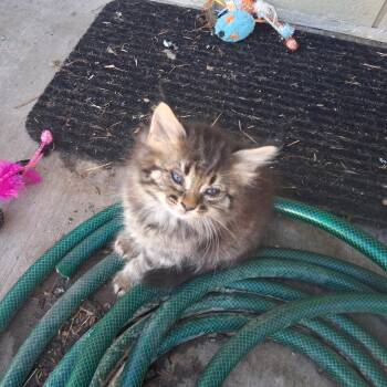 CLEO -  Domestic Short Hair Cat for Adoption in Richmond, California - CLEO | PetCurious