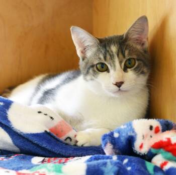 SMAUG -  Tabby Cat for Adoption in San Clemente, California - SMAUG | PetCurious