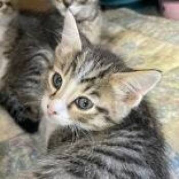 Melon -  Domestic Short Hair Cat for Adoption in Flagstaff, Arizona - Melon | PetCurious