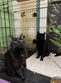 Rescue Domestic Short Hair Cats for Adoption in Chicago, Illinois - Spike & Shadow | PetCurious