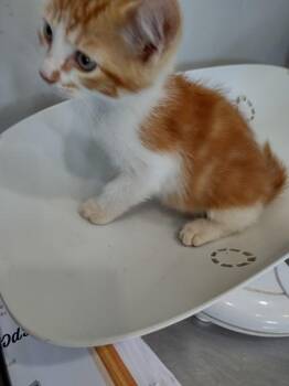Purrkin -  Domestic Medium Hair Cat for Adoption in Cleveland, Tennessee - Purrkin | PetCurious