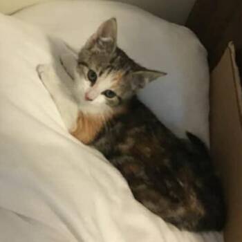 Veronica -  Domestic Short Hair Cat Available for Adoption in North Babylon, New York - Veronica | PetCurious