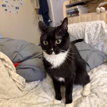 Thomas -  Tuxedo Cat for Adoption in Medford, Massachusetts - Thomas | PetCurious