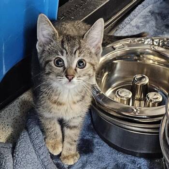 Briar -  American Shorthair Cat for Adoption in Benton Harbor, Michigan - Briar | PetCurious