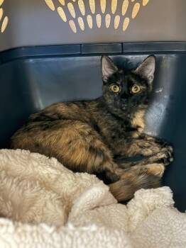Cici -  Domestic Short Hair Cat for Adoption in Fort Collins, Colorado - Cici | PetCurious