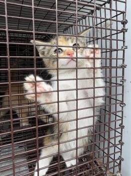 Domestic Short Hair Cats Available for Adoption in Houston, Texas - A655023 | PetCurious