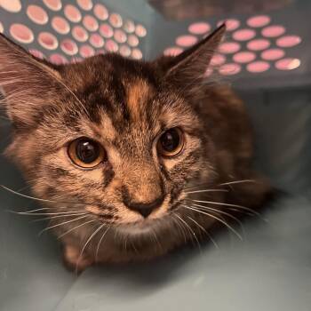 Comet -  Domestic Medium Hair Cat for Adoption in Cedar Rapids, Iowa - Comet | PetCurious