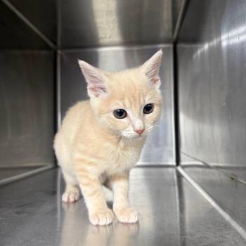 Harley 9904 -  Domestic Short Hair Cat for Adoption in Hamilton, Georgia - Harley 9904 | PetCurious