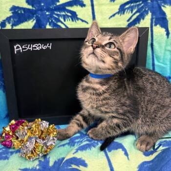 Jude -  Domestic Short Hair and Tiger Cat for Adoption in Lake Monroe, Florida - Jude | PetCurious