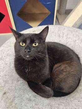 Chilli -  Domestic Short Hair Cat for Adoption in Mount Pleasant, Iowa - Chilli | PetCurious