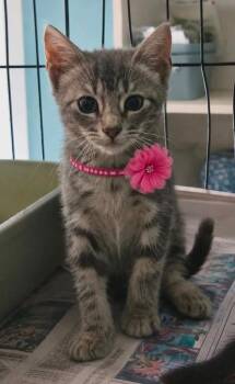 Cha-Ching -  Domestic Short Hair Cat for Adoption in El Dorado, Arkansas - Cha-Ching | PetCurious