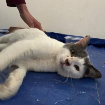 Sebastian -  Domestic Short Hair Cat Available for Adoption in Lewisville, Texas - Sebastian | PetCurious