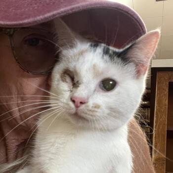 Anna -  Domestic Short Hair Cat for Adoption in Normal, Illinois - Anna | PetCurious